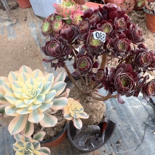 无花朵多肉植物灿烂套餐088号不包断枝