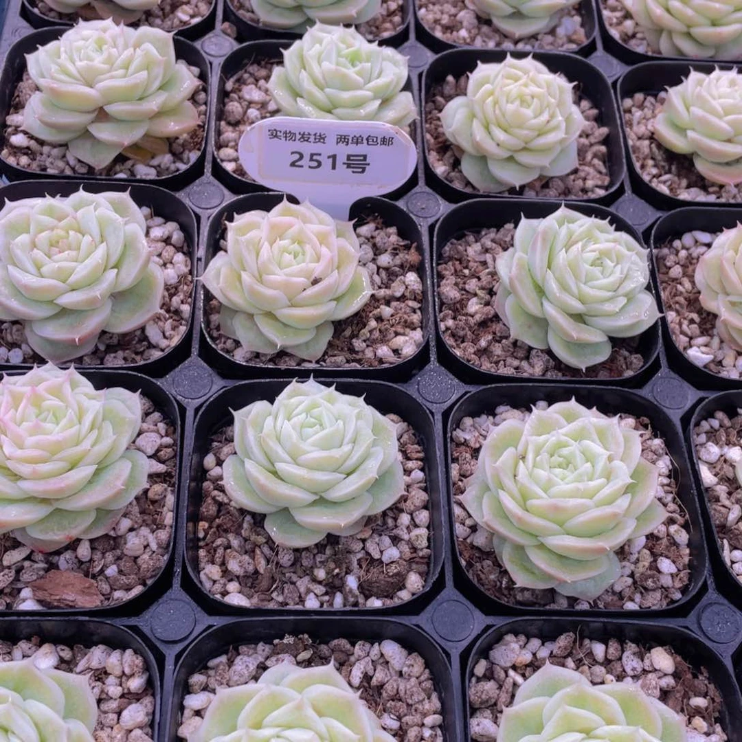 251号玫瑰花麦秆单头一个