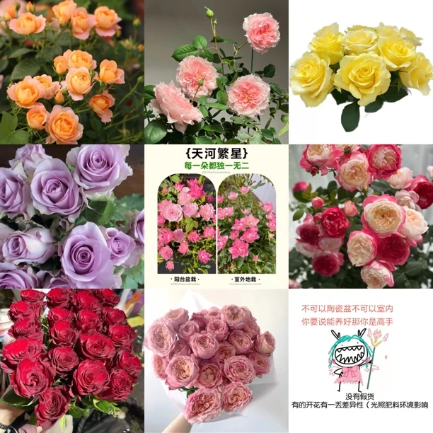 新手推荐花卉中花苗花期久 耐高温耐暴