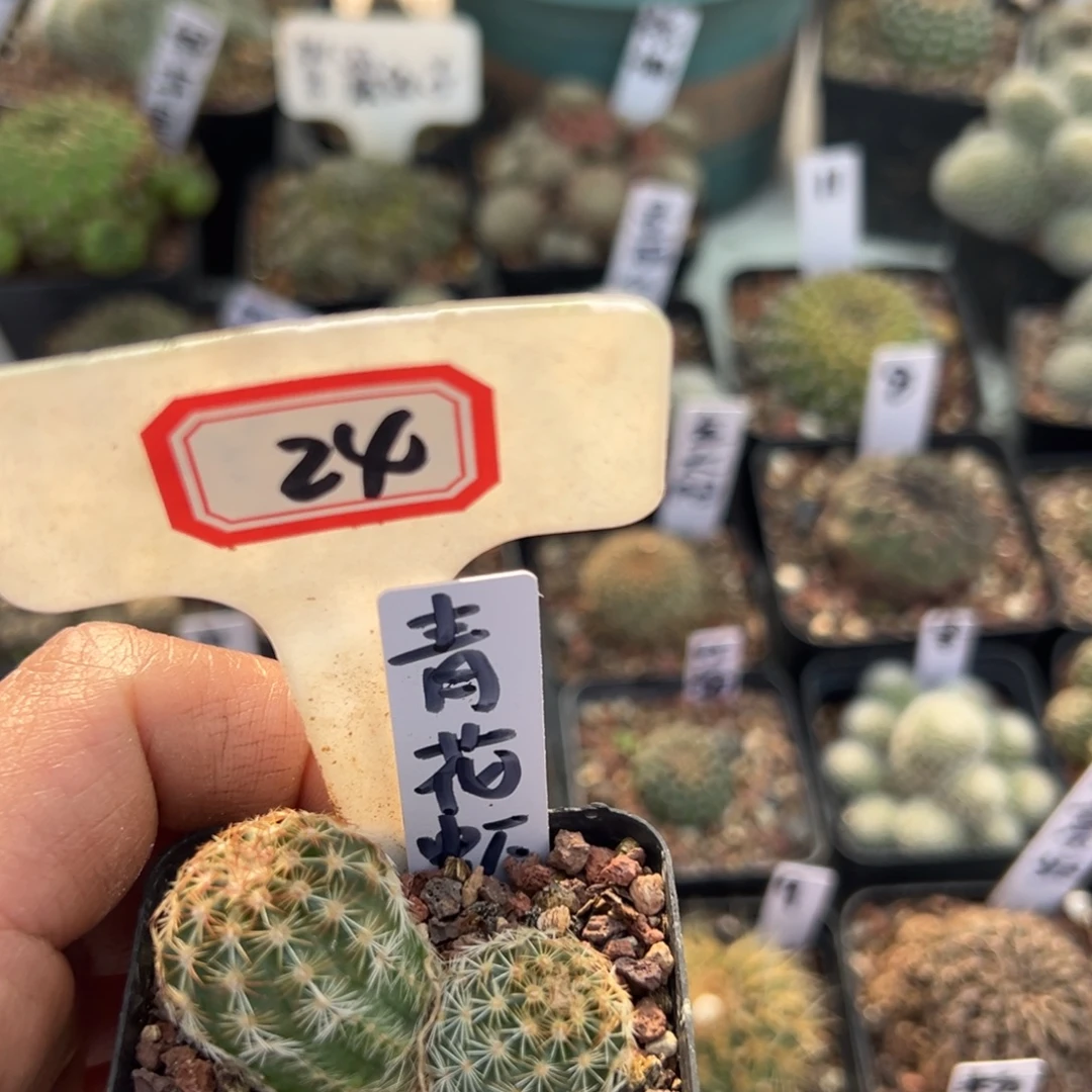 今***悔24往事多肉园仙人球开花了