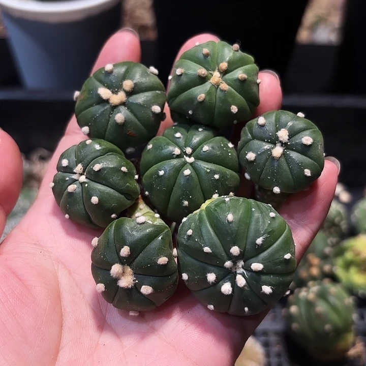 实生侧芽福袋琉璃
