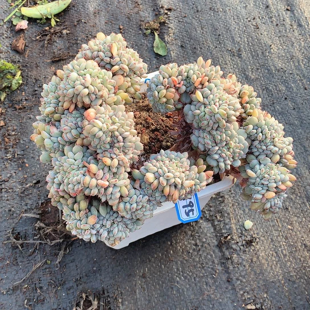 795白胖子缀一物一拍多肉