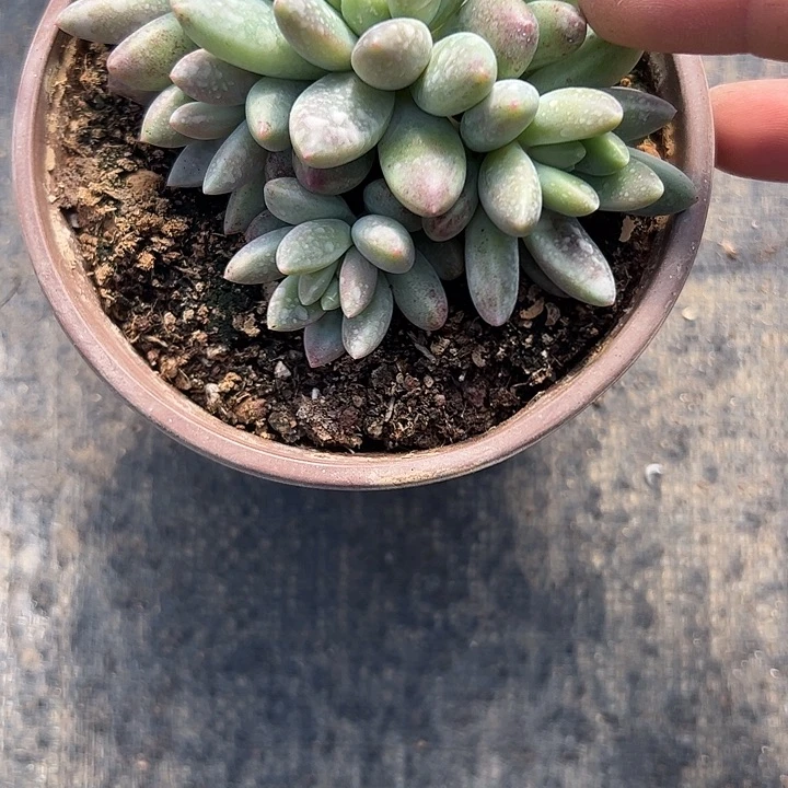 ****肉橙色奇迹11111111