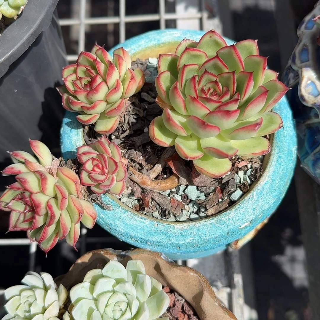 萤火虫不带盆多肉植物