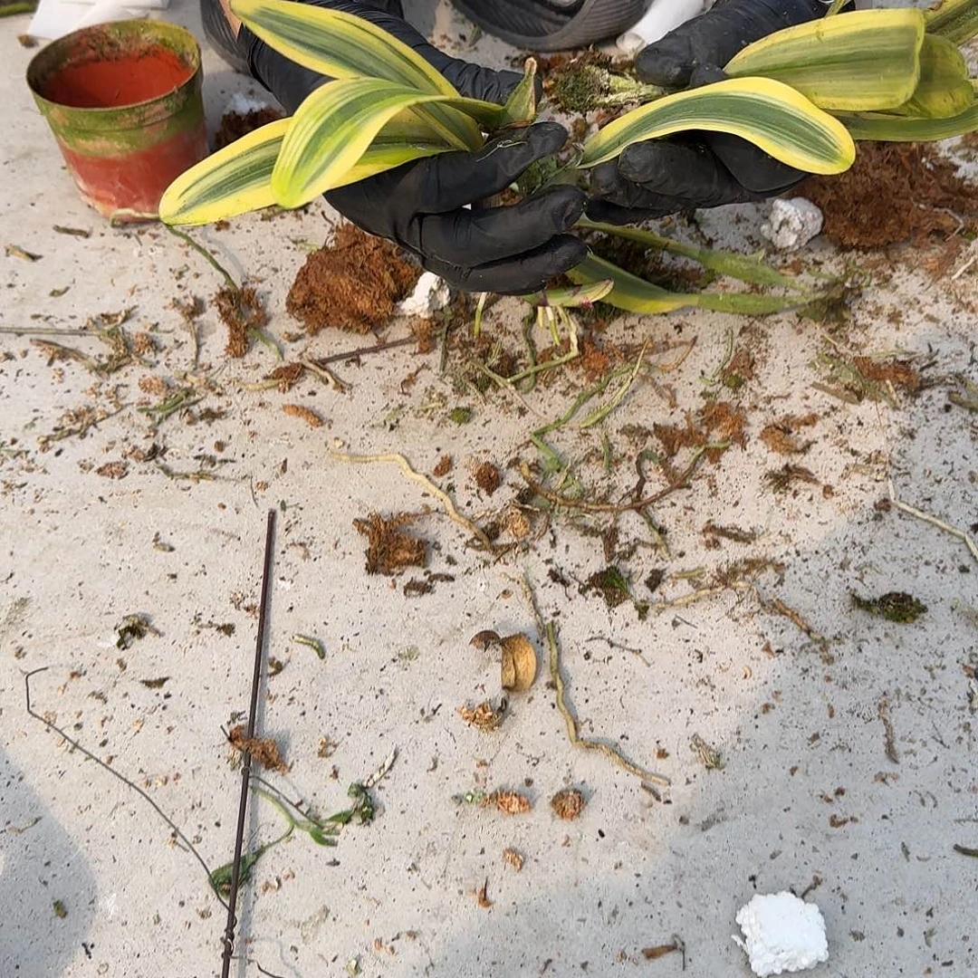 当前无花栽培后可以开花叶异粉花三唇 叶瑕疵不售后