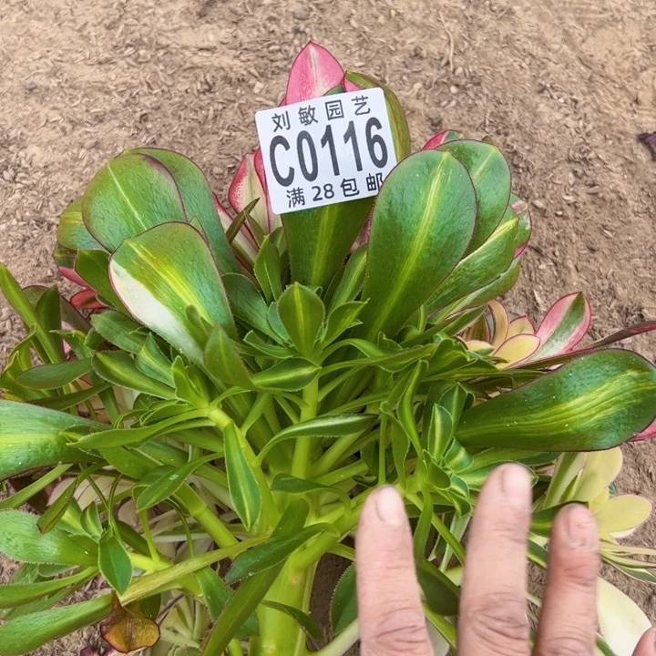 吉*0116多肉植物法师法师