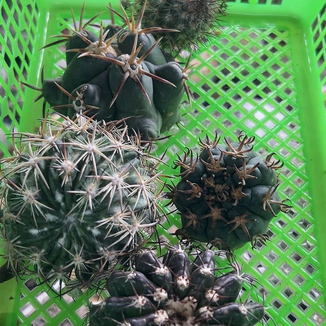 组合仙人球66666666