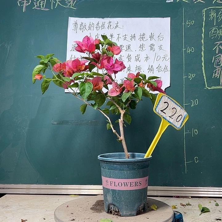 完全开放 甜西瓜  220