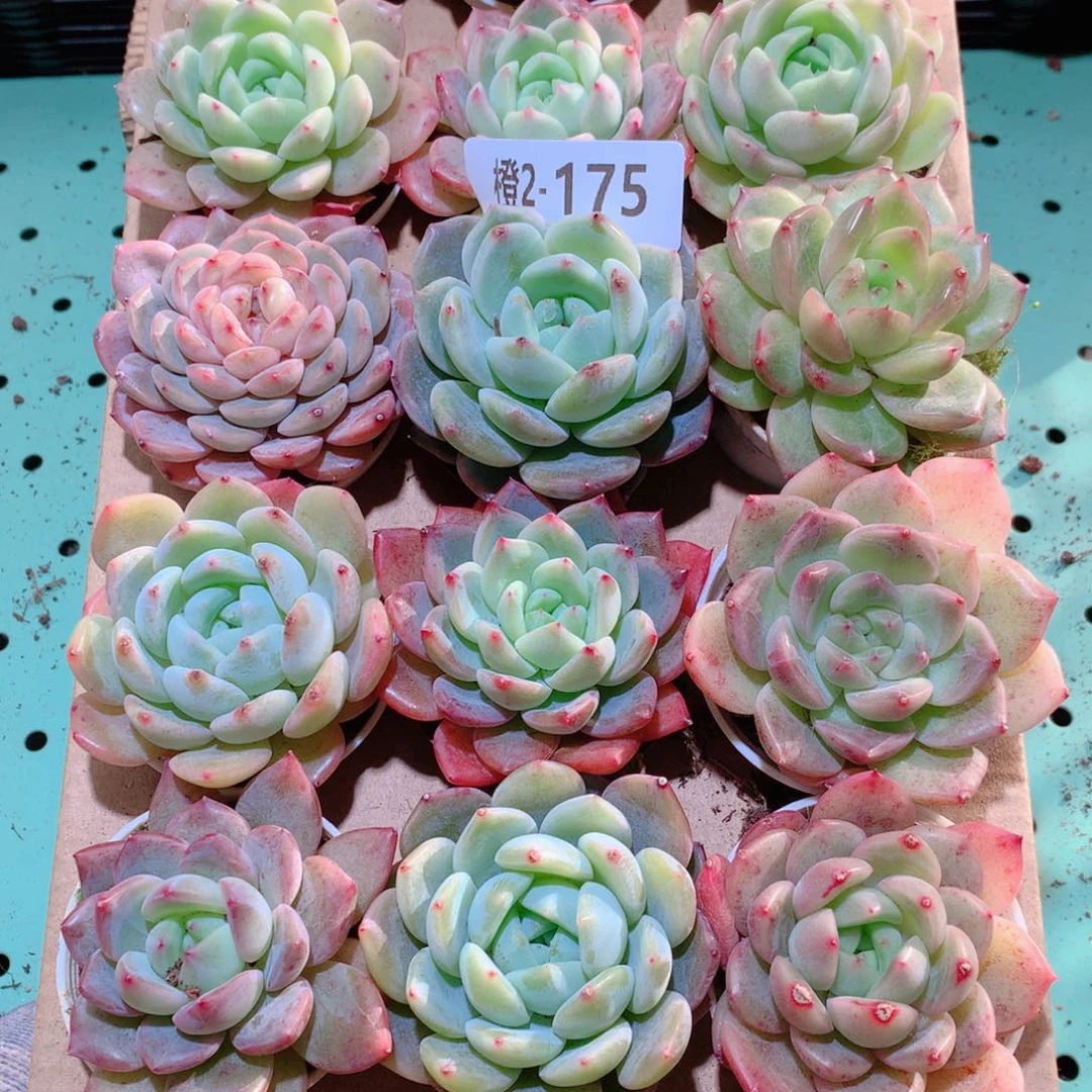 2-175一物一拍多肉带盆18颗