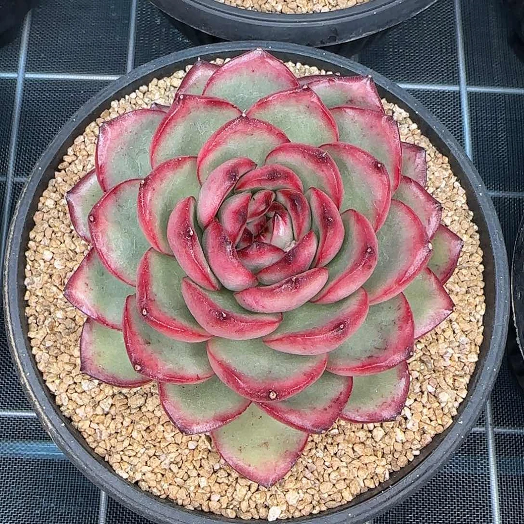 从前慢花园精选万宝龙