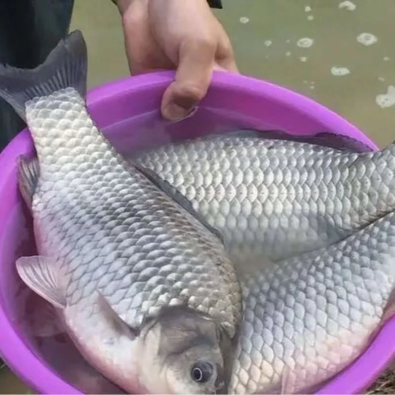 中科五号 鲫鱼 淡水鱼 银鲫 麻鲫 水族观赏宠物活体包邮