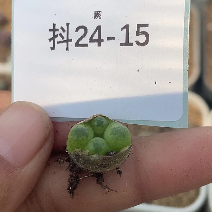 24-15毛毛多肉植物