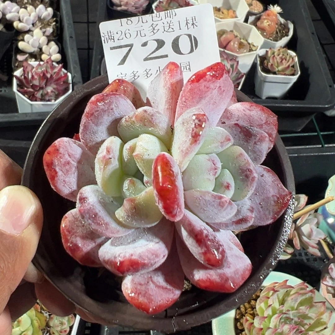 720号双头星影石化一物一拍满18包邮满26送一颗多肉