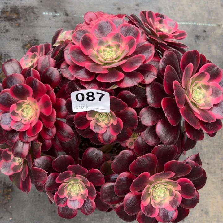 087凤冠30厘米左右