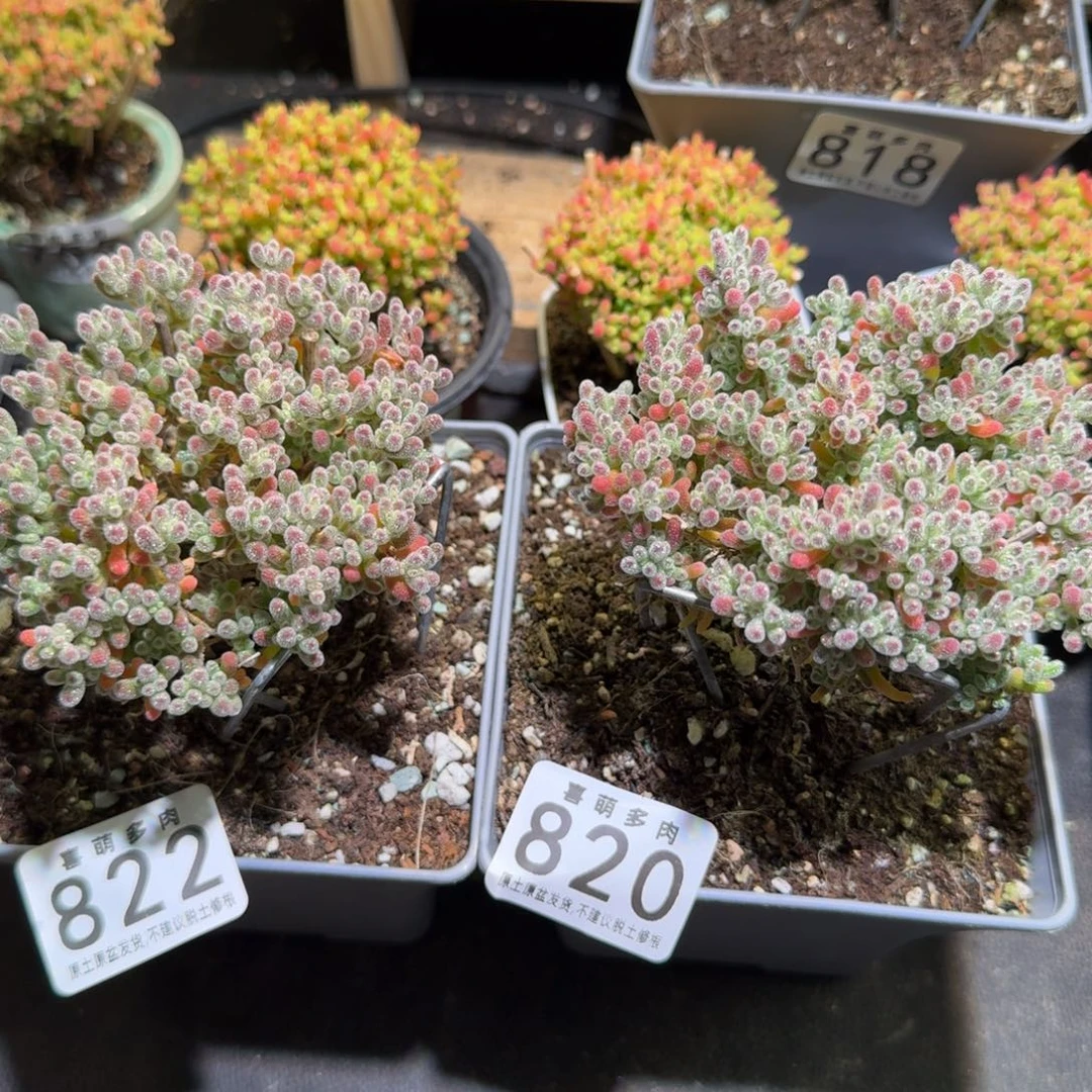 冰晶枝干粉钻822冰钻820