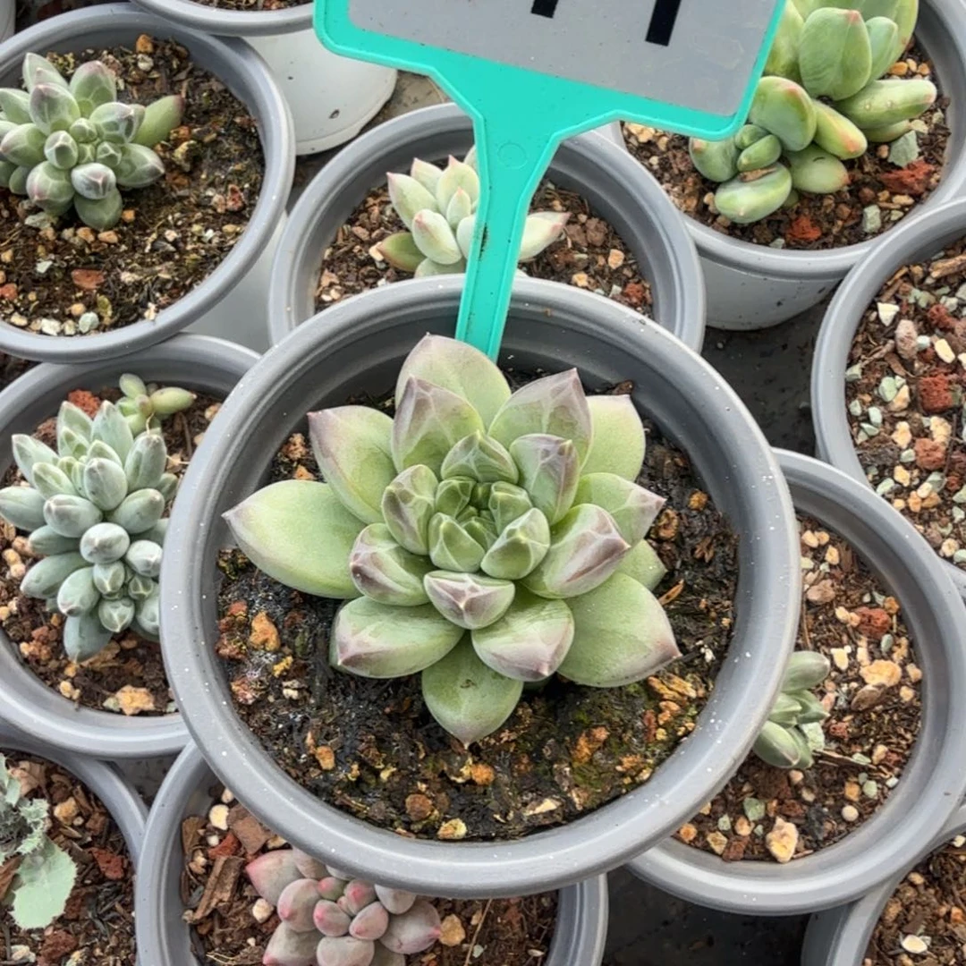 371A8多肉植物371