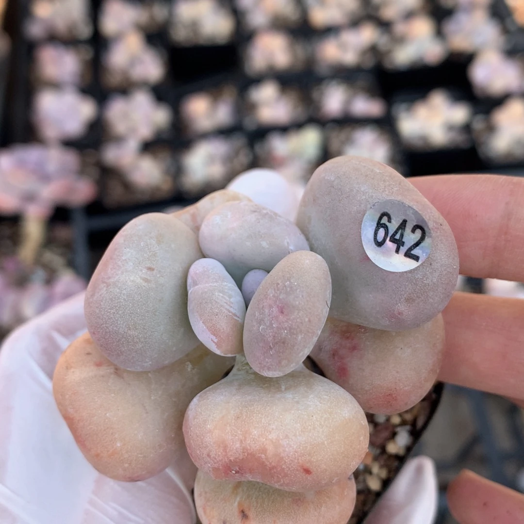 油煎黄油642哈哈哈哈