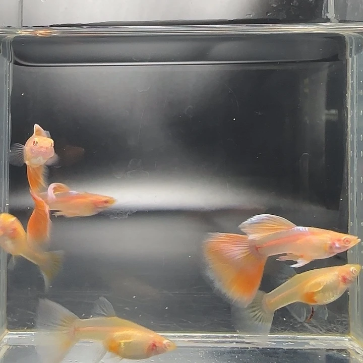 孔雀鱼琥珀白子：3对
