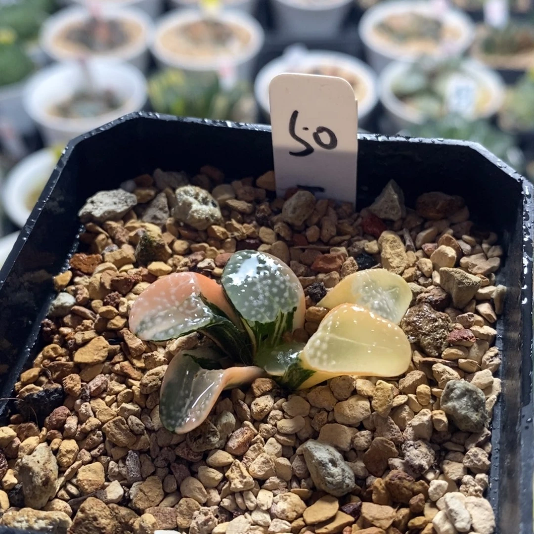 不开花植物50点点寿十二卷多肉植物