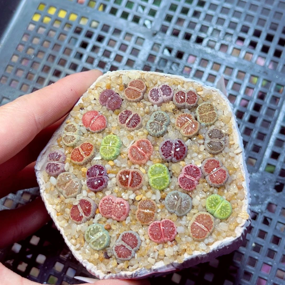 *****319生石花带盆发1