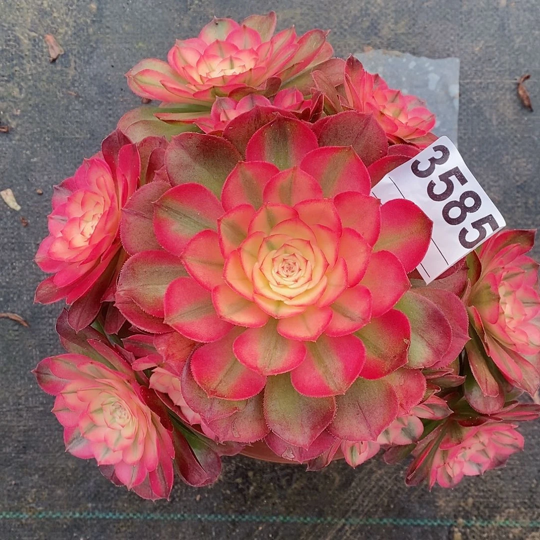 红陶3585荔枝冠20