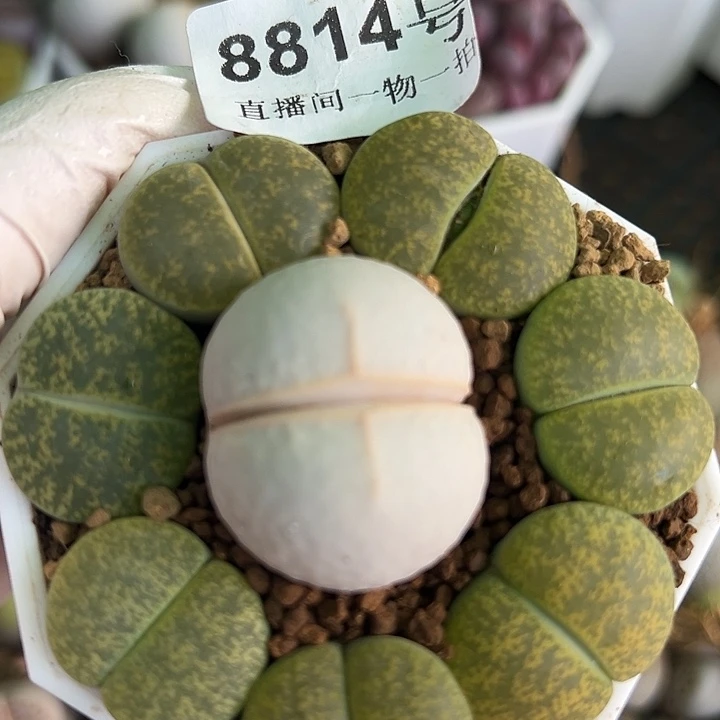 8814 好养易活生石花大母本6.5cm盆大高尔夫