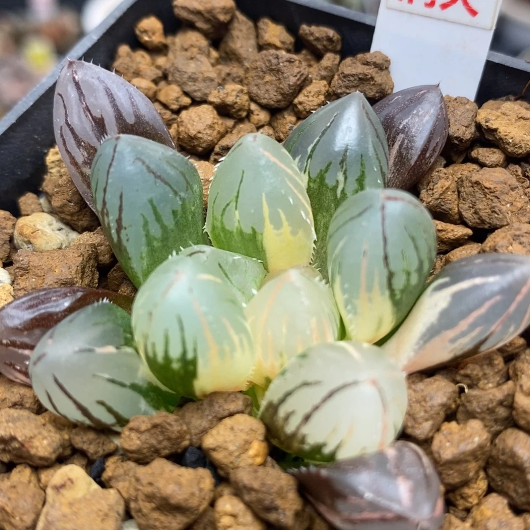 406oh3玉露锦一物一拍