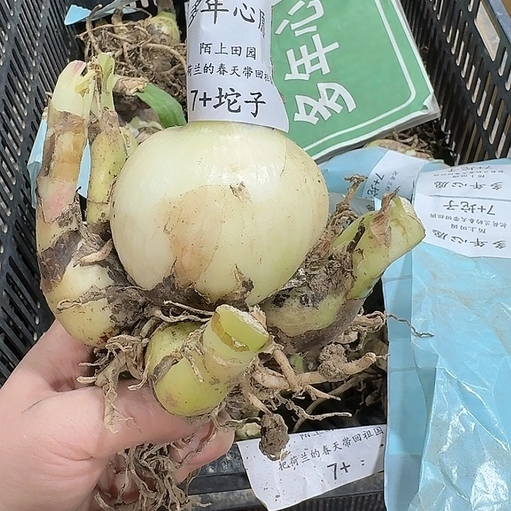 朱顶红多年心愿7厘米坨子