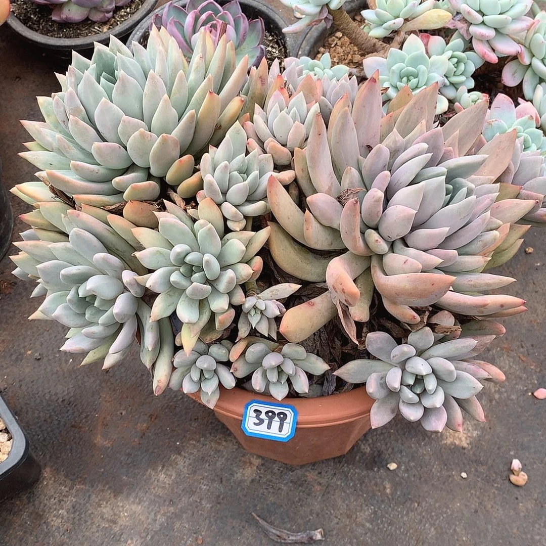 399胖美人 一物一拍多肉