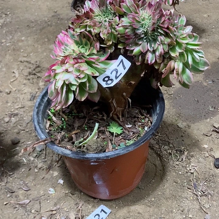 827荔枝缀化老板子法师