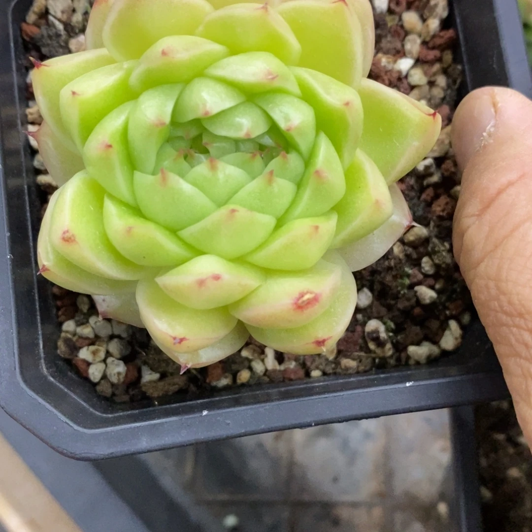 精品多肉一物一拍不包整177