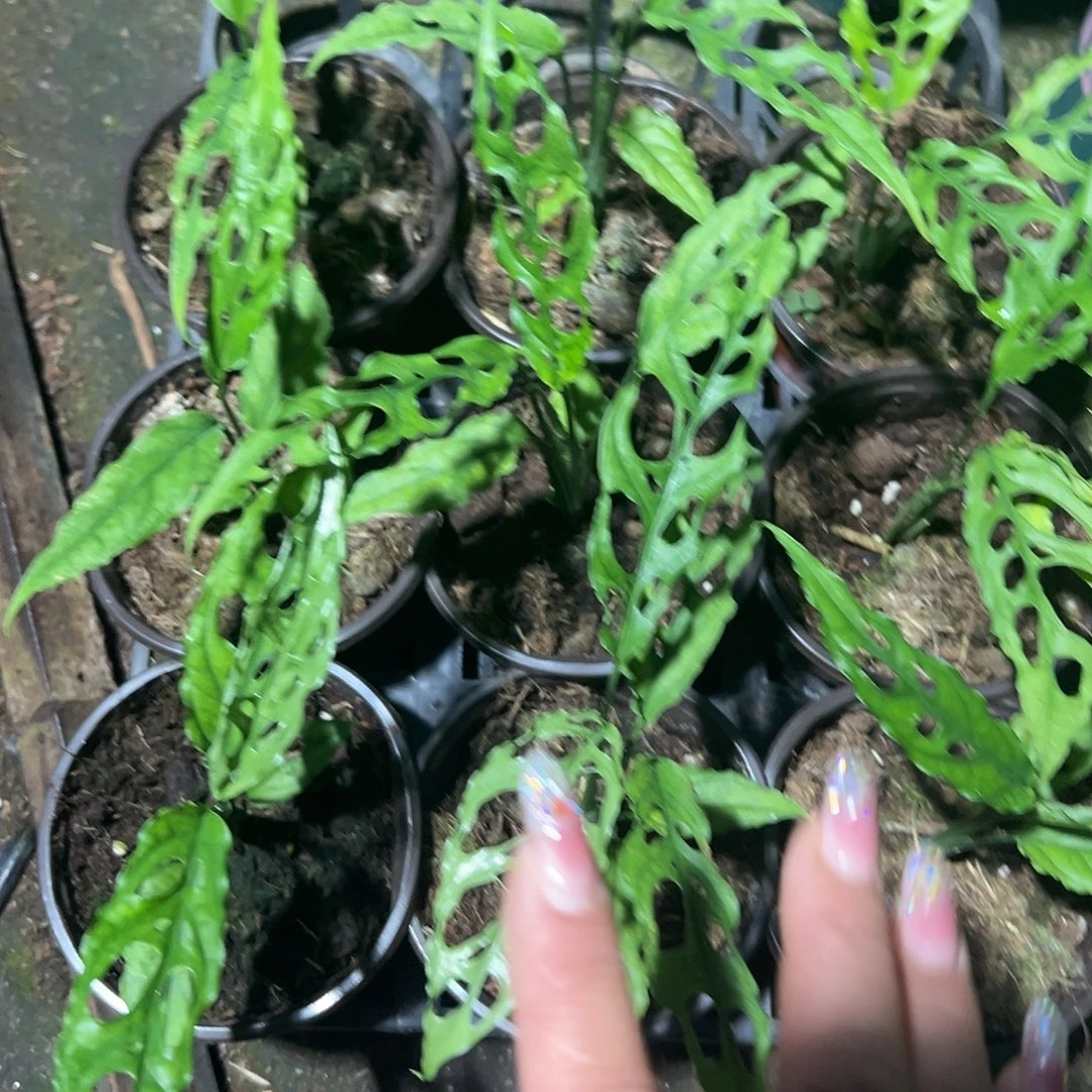 无花朵乞丐龟背竹随机发货不售后