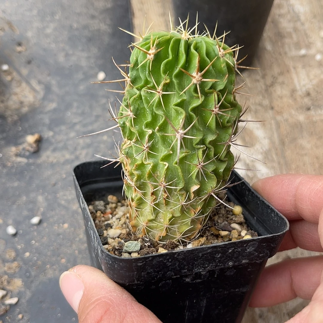 实生多棱玉一物一拍下单包邮