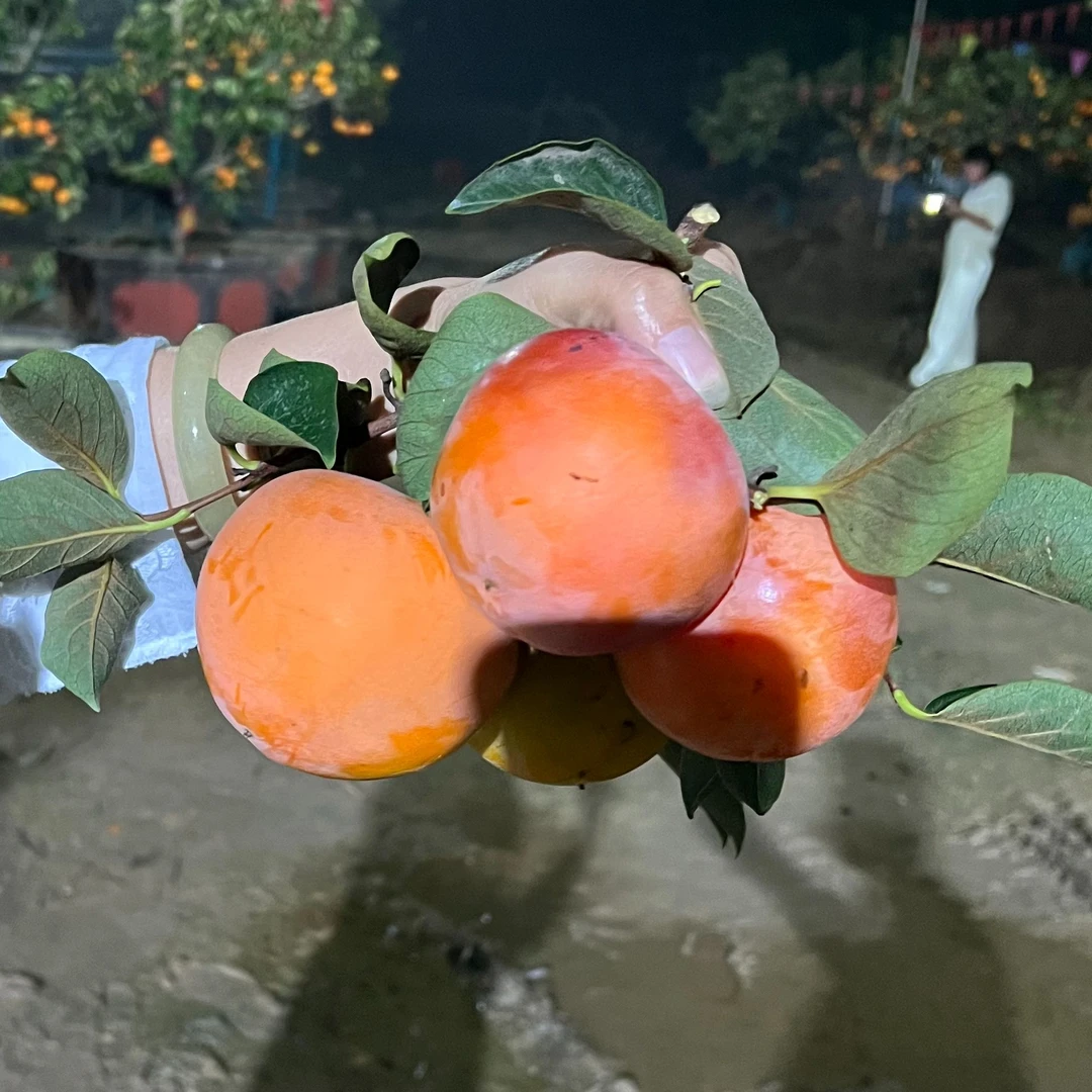 绿植园艺.庭院景观树.山东小叶紫薇绿植盆栽