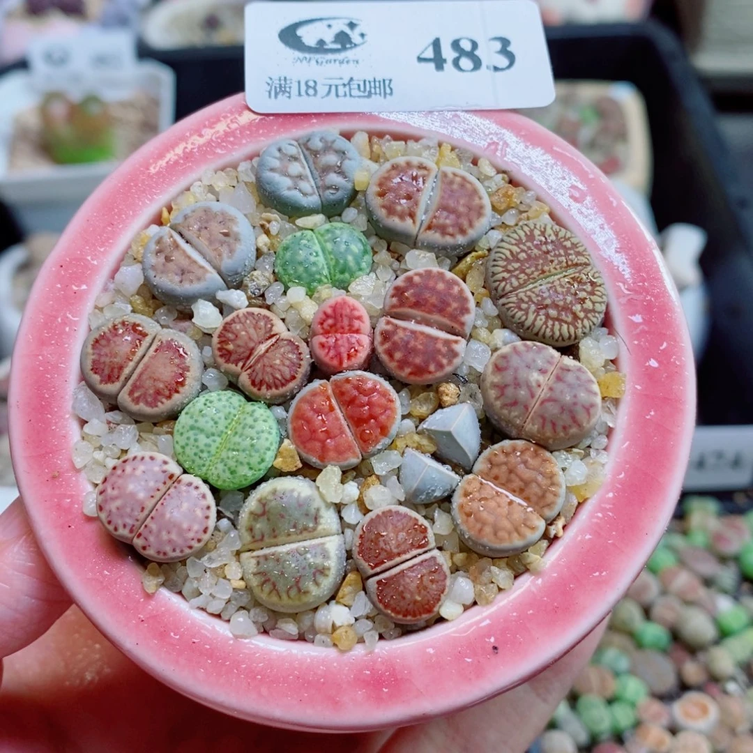 生石花花花花开了483