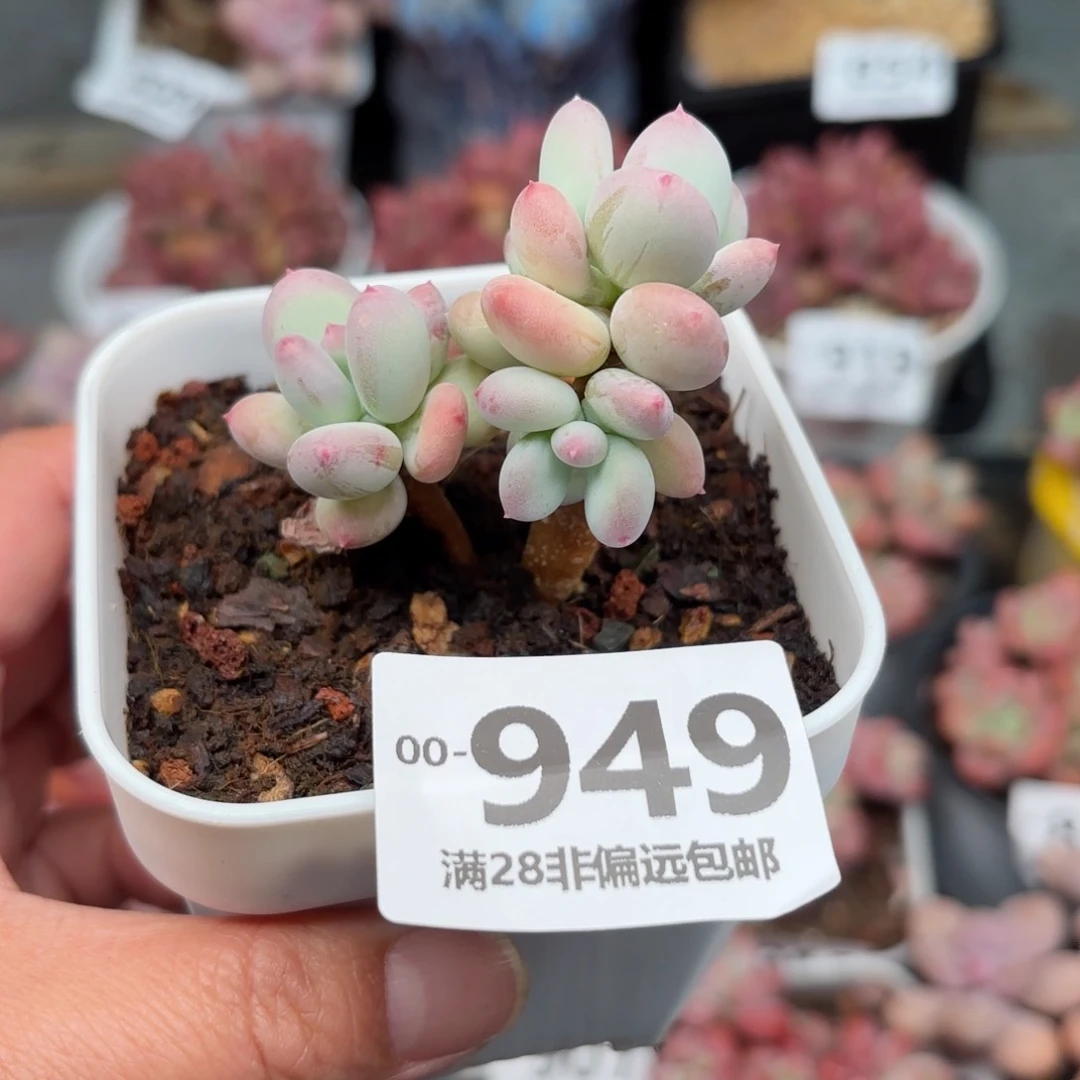 苹果奶老桩多肉多肉
