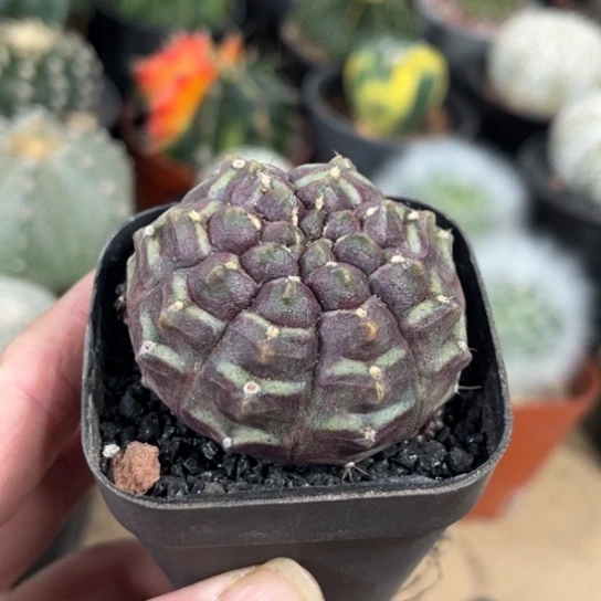 当前无花栽培后可以开花实生梦想