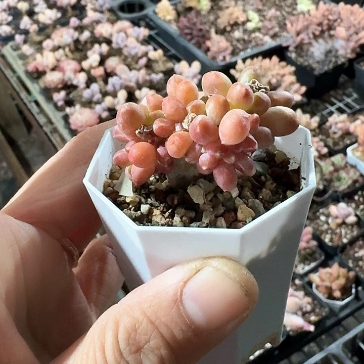 烨***耶b vvvvvvvvvv099