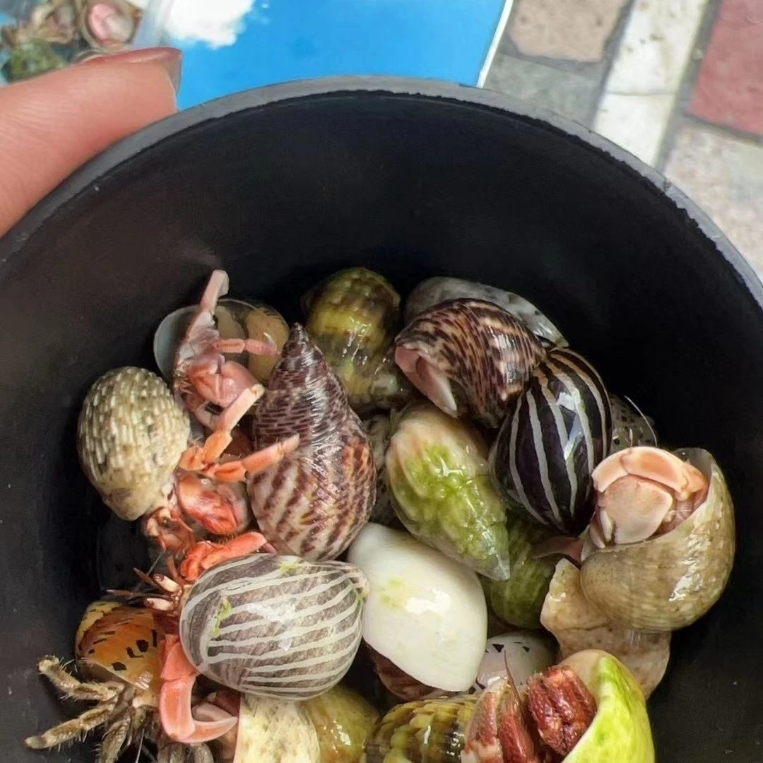 寄居蟹10只包活7只，已发货不退款，介意勿拍