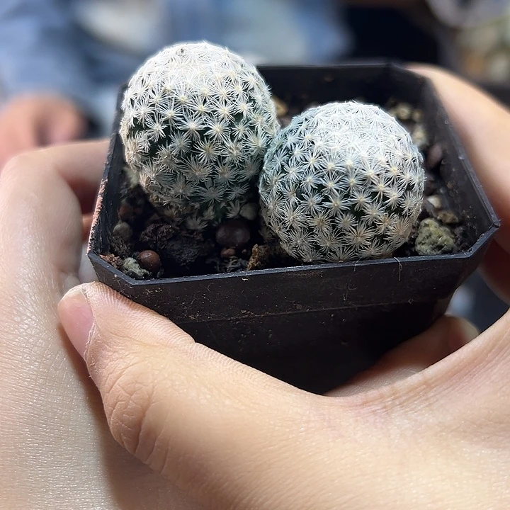 实生2头阿久丽丸4.5公分