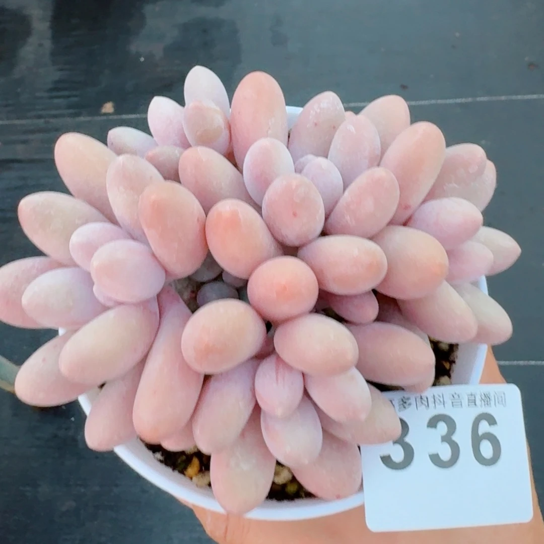 汤圆群生         精品多肉