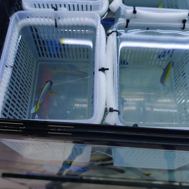 海水鱼黑白关刀最大的那个