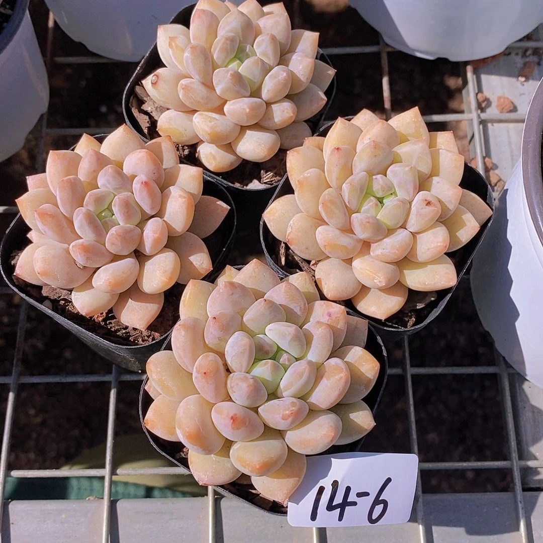 14-6-黄体半夏福利一颗量拍