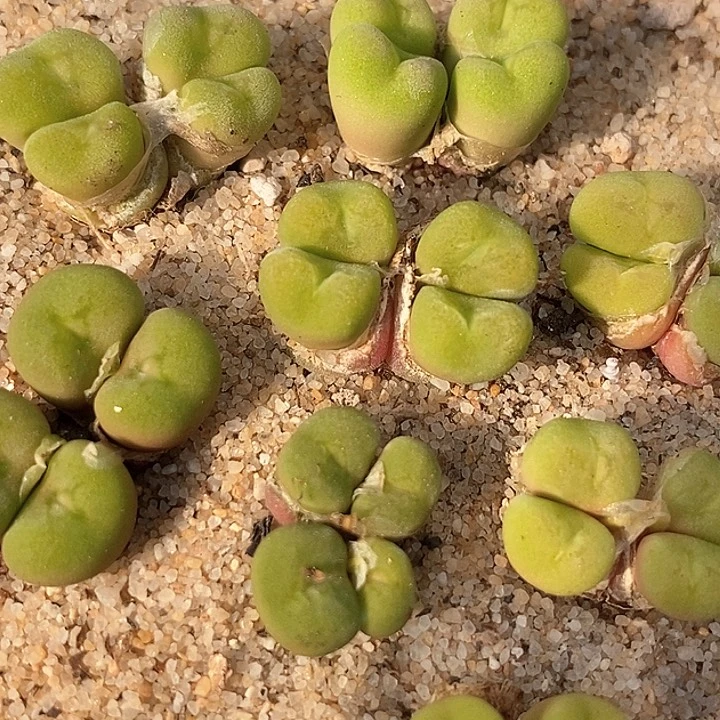 四头空卡佛母本一颗