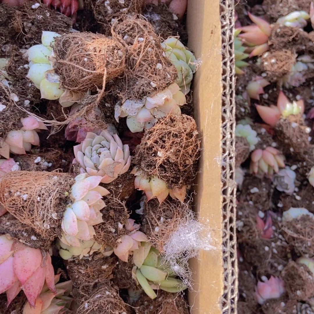 精品多肉植物保60克