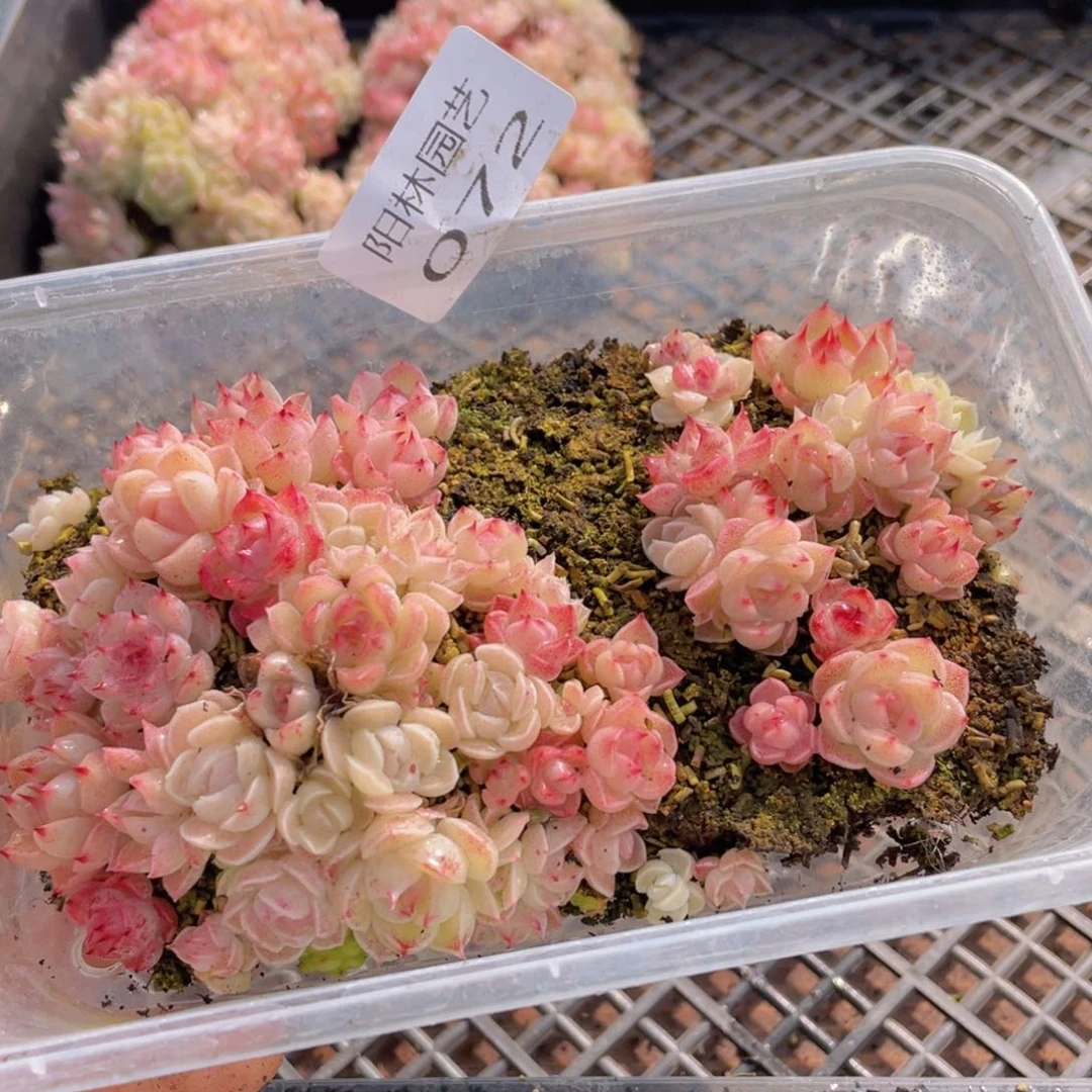 多肉植物多肉植物72