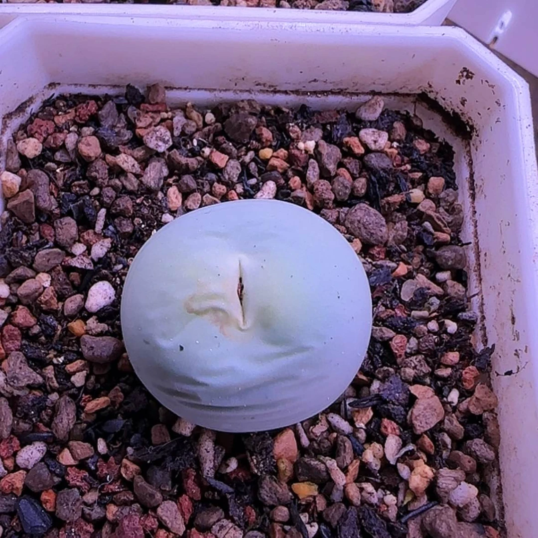 【闪购商品】22335566