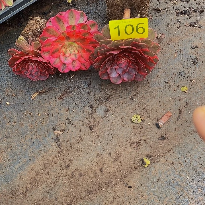 王****0106多肉植物三颗