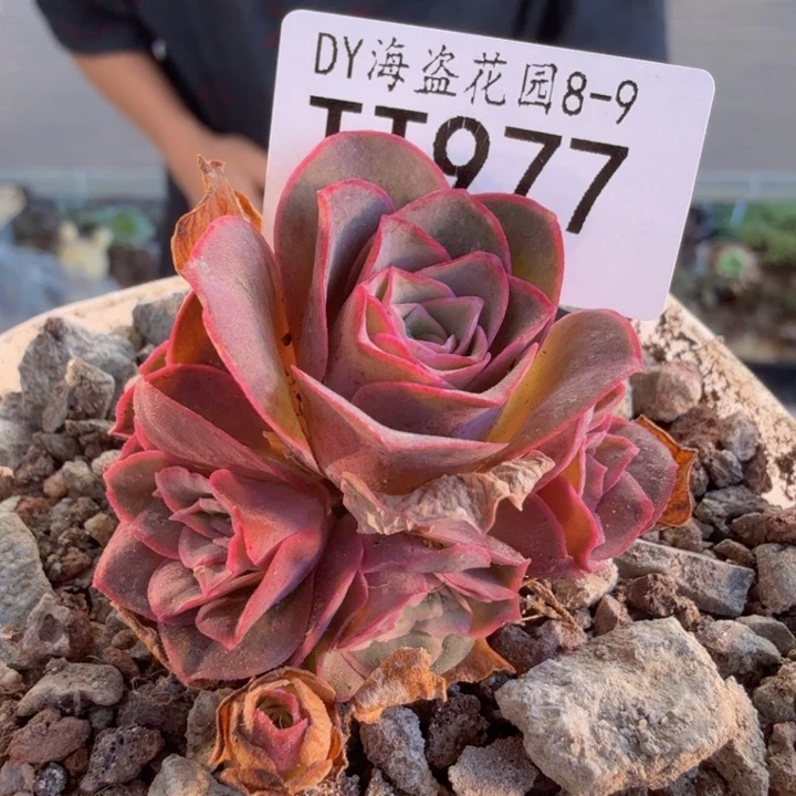 6***6TT977 福袋链接福袋链接
