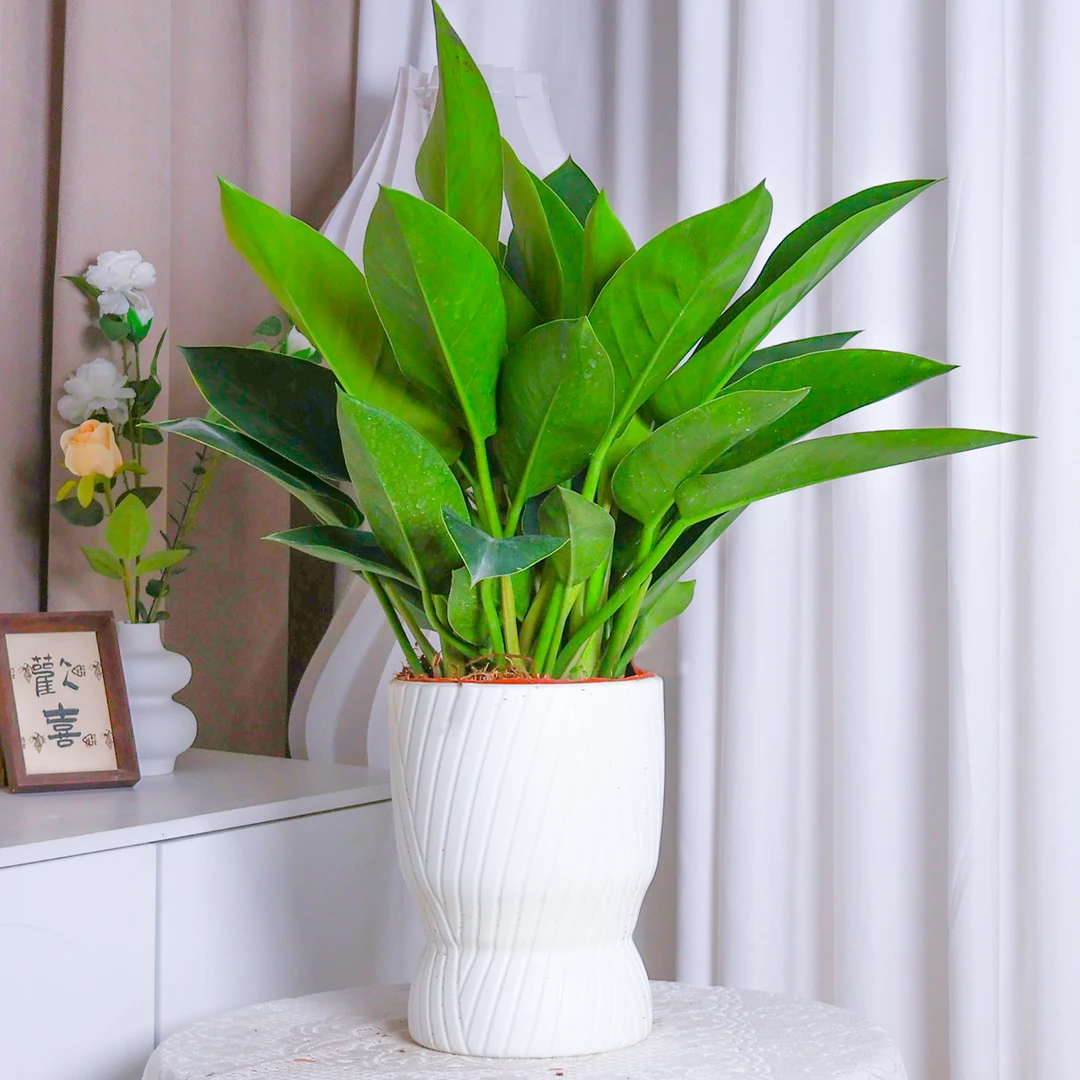 大叶金钻公分室内好养易活净化空气绿植盆栽